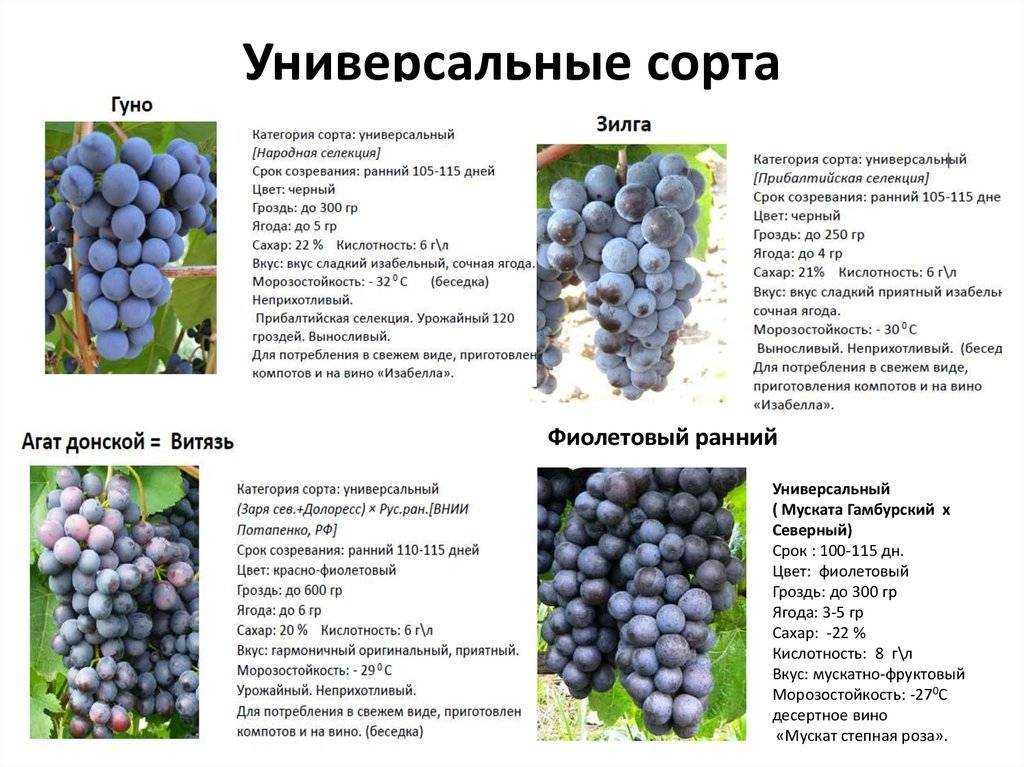 Сорта винограда для подмосковья
