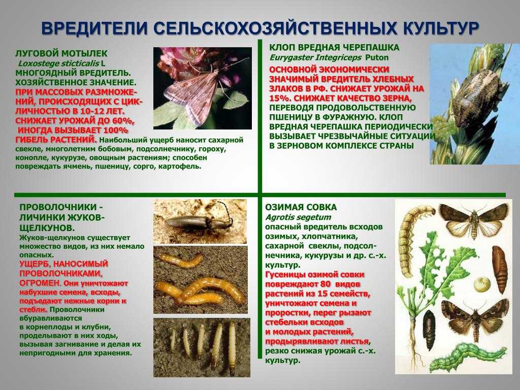 Как растет дерево авокадо: особенности роста, уход за растением и фото