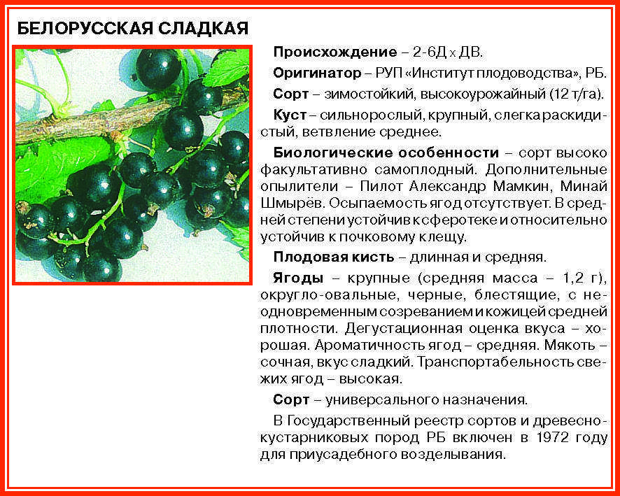 Смородина «вологда» — описание сорта. фото и отзывы