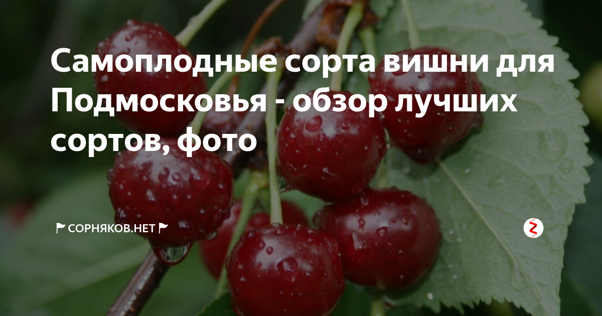 ᐉ как выбрать лучший самоплодный сорт черешни и вишни для подмосковья - roza-zanoza.ru