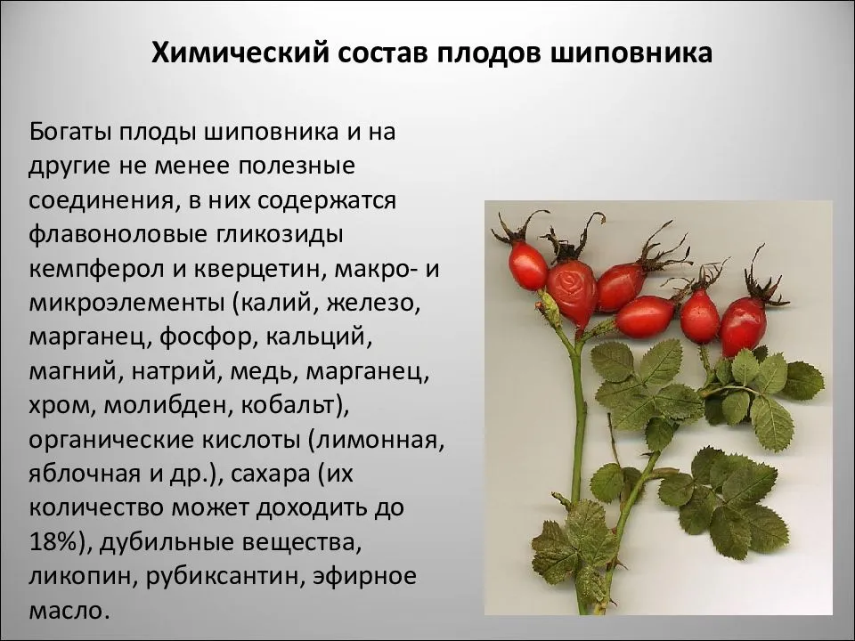 Польза и вред шиповника — 9 доказанных фактов о его влиянии на здоровье человека