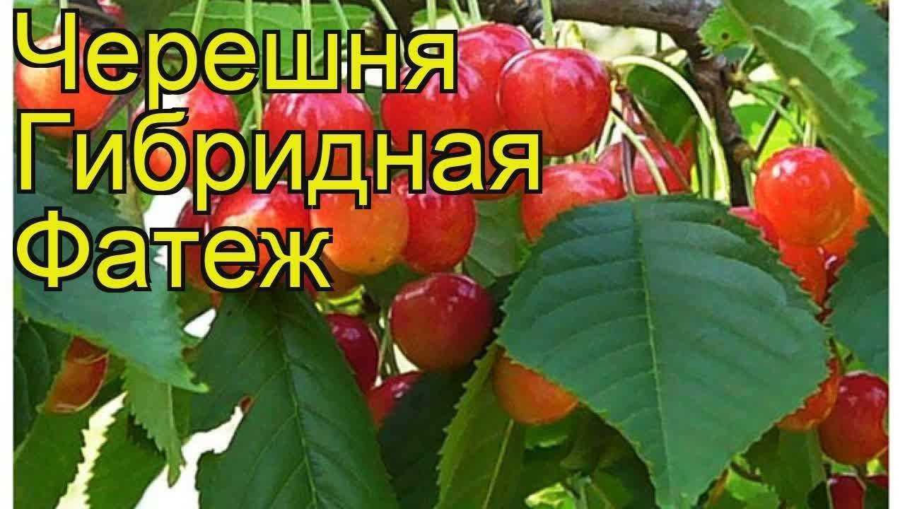 Черешня сорта фатеж – гордость и украшение сада