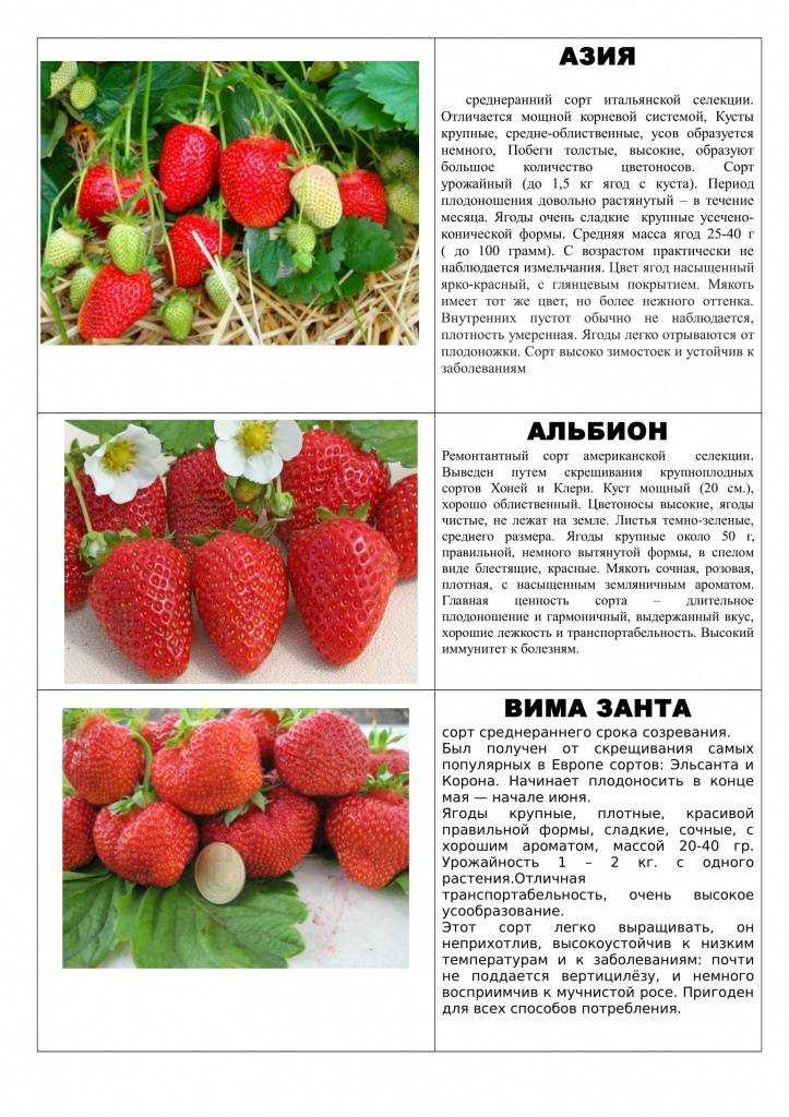 Как и когда сажать клубнику в 2023 году - весной, летом, осенью