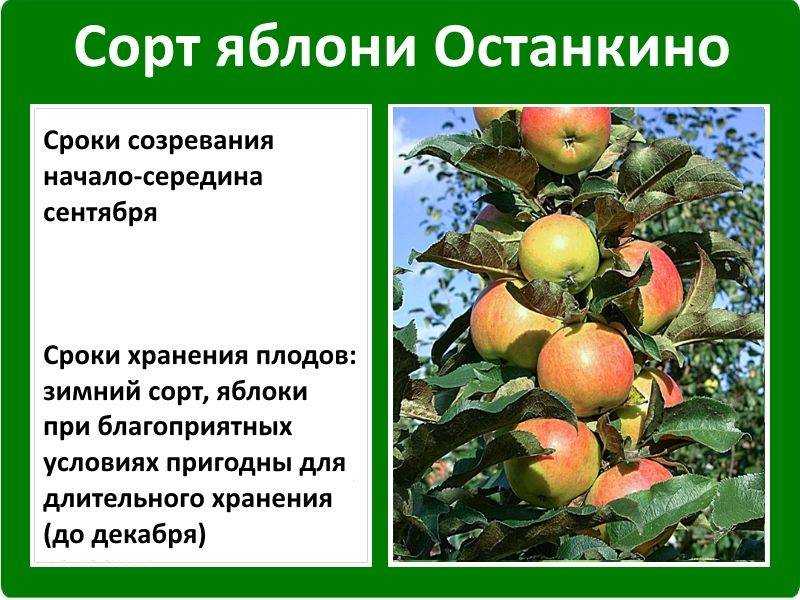 Яблоки северный синап польза и вред