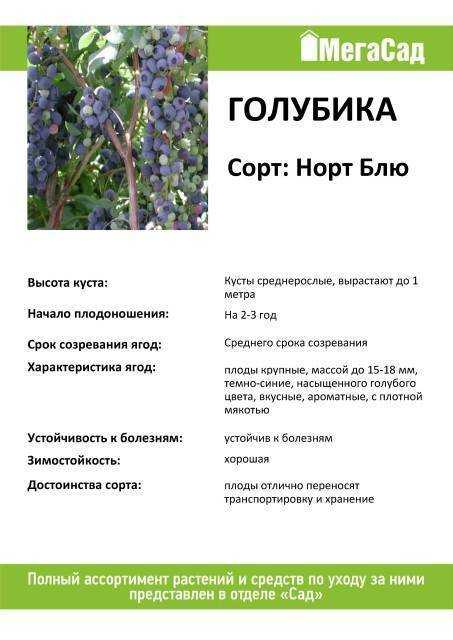 Голубика Кантри как низкорослый неприхотливый морозоустойчивый сорт: особенности его выращивания, размножения и применения плодов