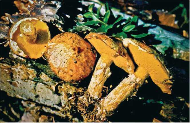 Опёнок ложный серопластинчатый (hypholoma capnoides) – грибы сибири