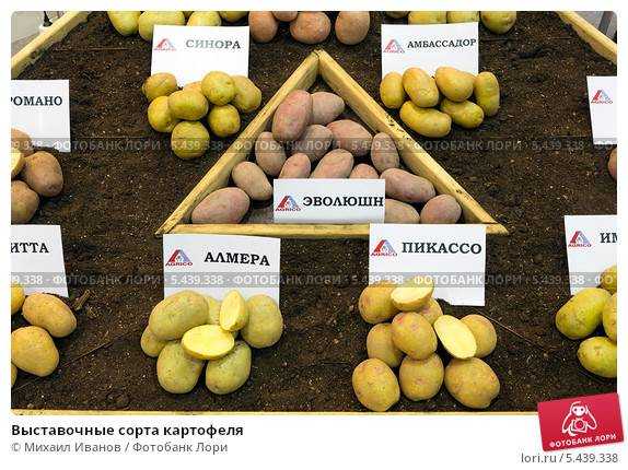 Картофель эволюшн: характеристика и способы выращивания
