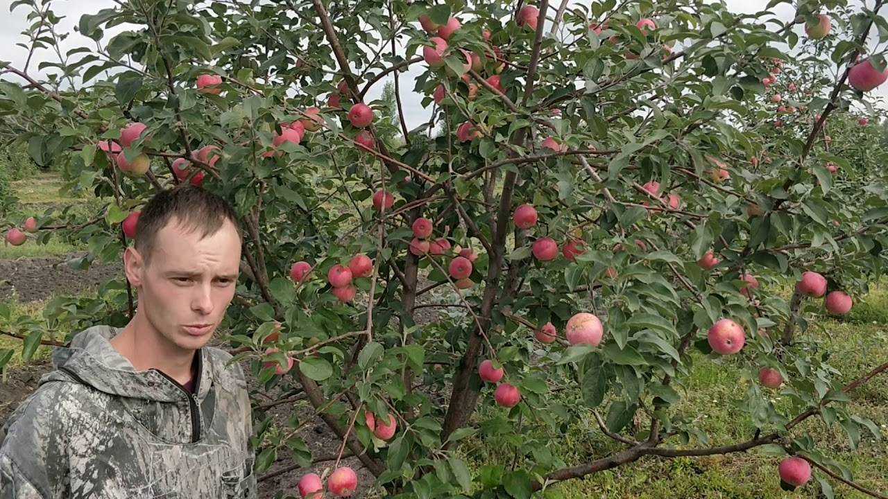 Лучшие 10 сортов яблонь для средней полосы