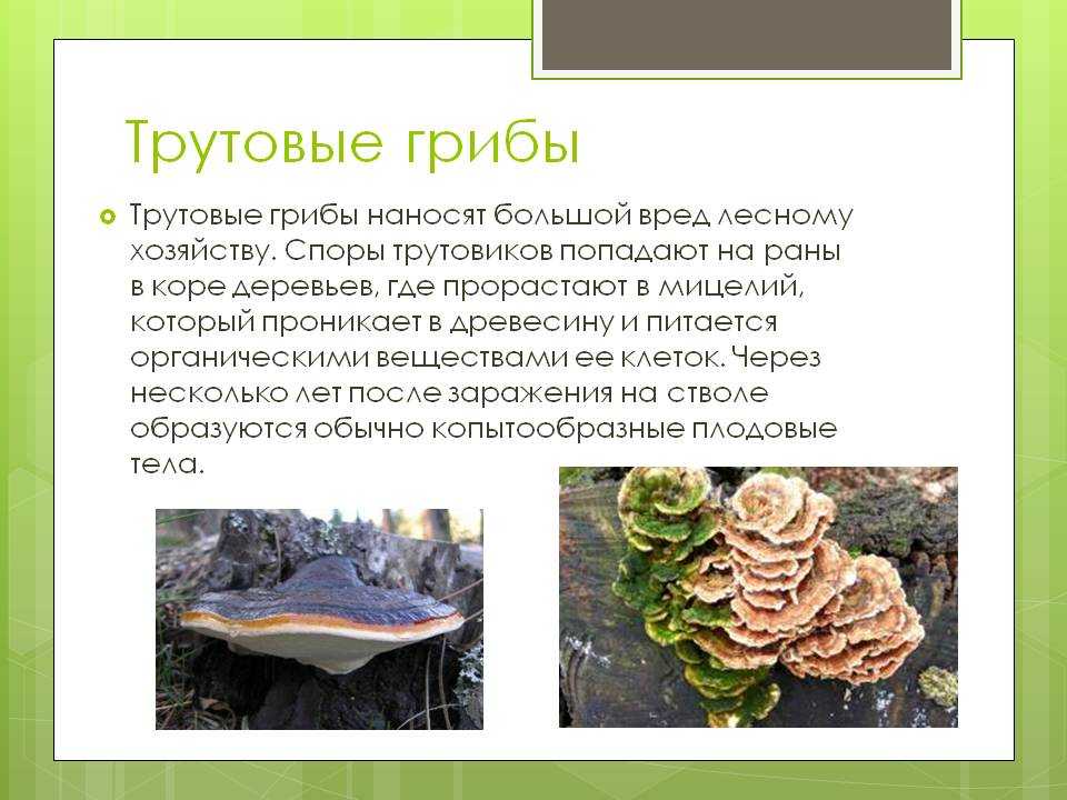 Трутовик настоящий: фото, строение, описание и лечебные свойства