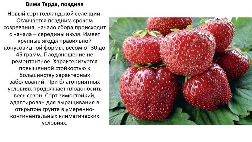 Описание сорта клубники «виктория»: фото, видео + отзывы