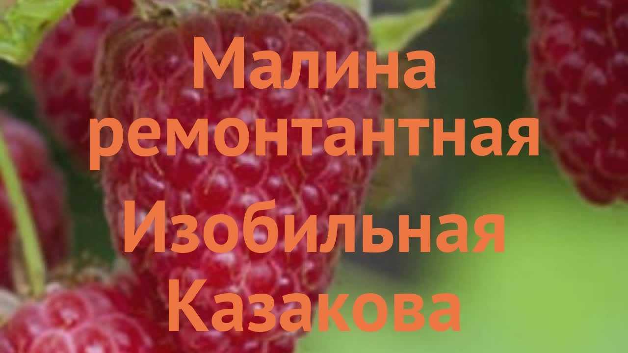 Малина изобильная казакова: описание сорта, фото, отзывы