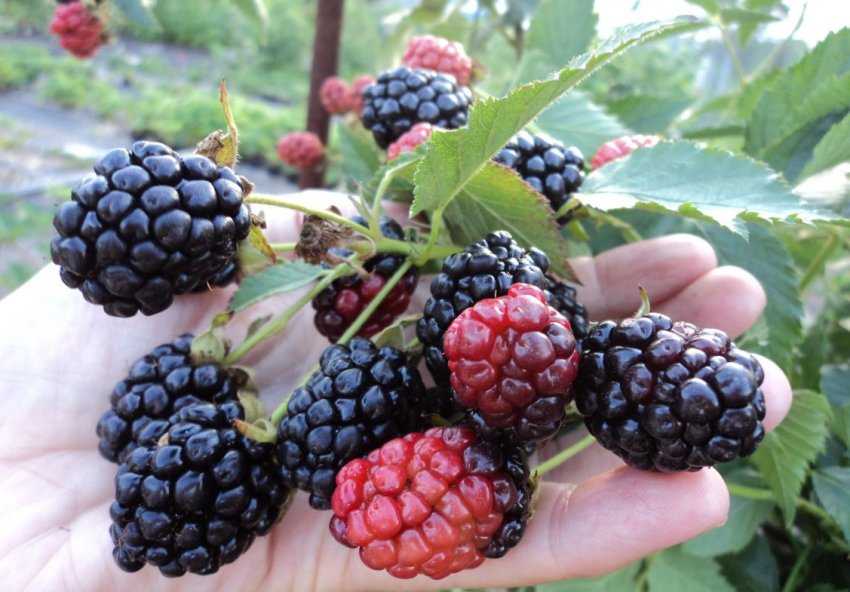 Ежевика натчез: отзывы, фото, описание сорта, посадка и уход, опылители, обрезка и размножение