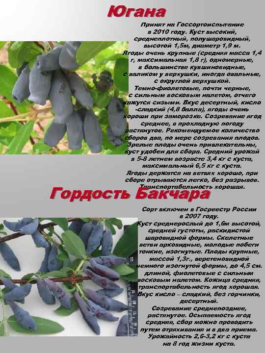 Жимолость восторг: описание сорта, фото, отзывы садоводов