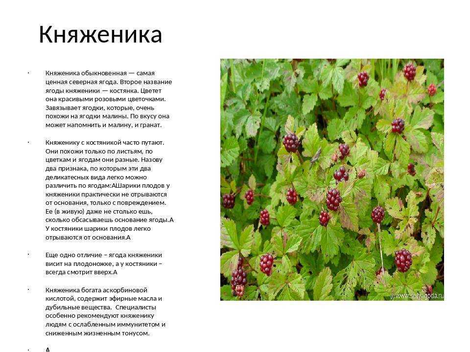 Описание ягоды костяники