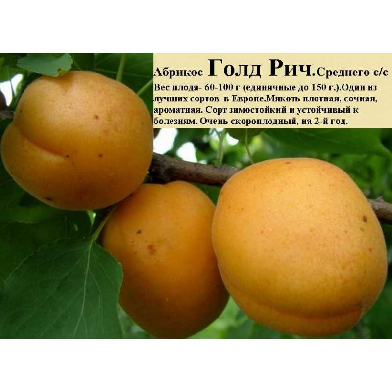 Абрикосы в сибири — сортовое разнообразие, технология посадки и основной уход