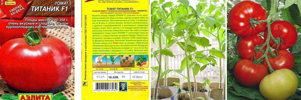 Томат кумир