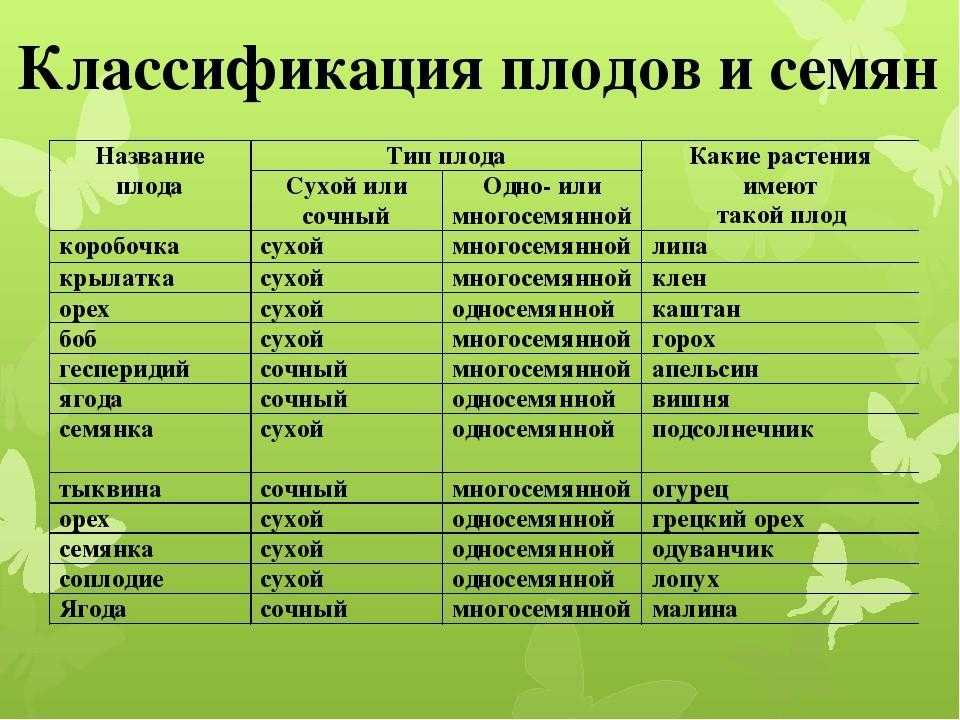 Самые известные сорта авокадо по типам описание продукта и фото
