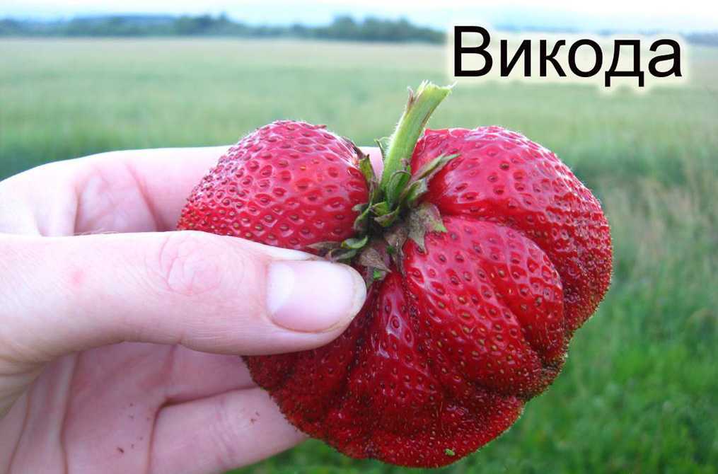 Садовая земляника викода: пикантный вкус, крупный размер, богатый урожай