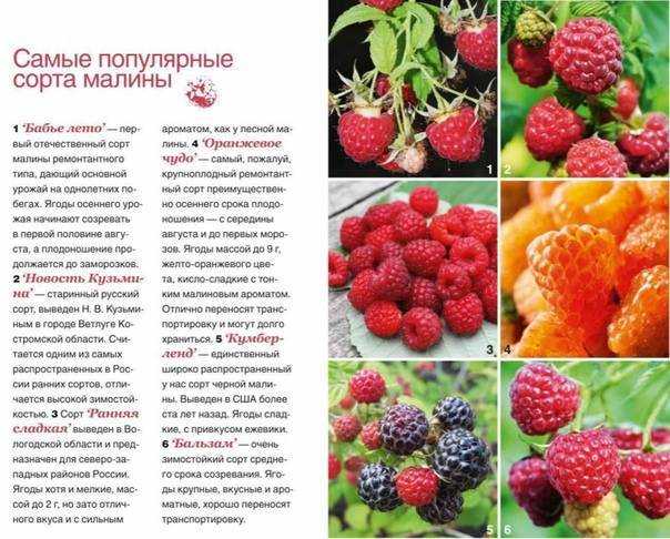 Мой неправильный опыт выращивания ремонтантной малины