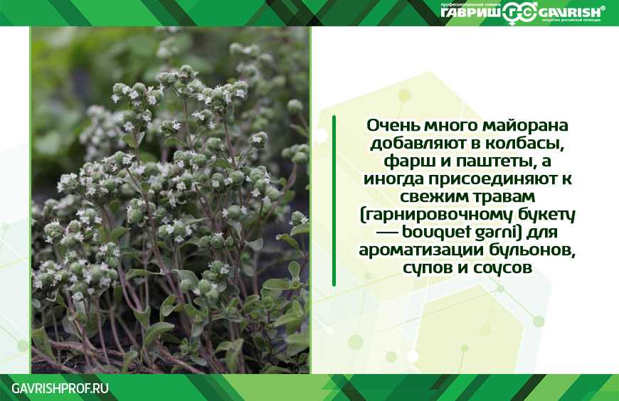 Орегано приправа что это такое, свойства куда добавлять и чем заменить