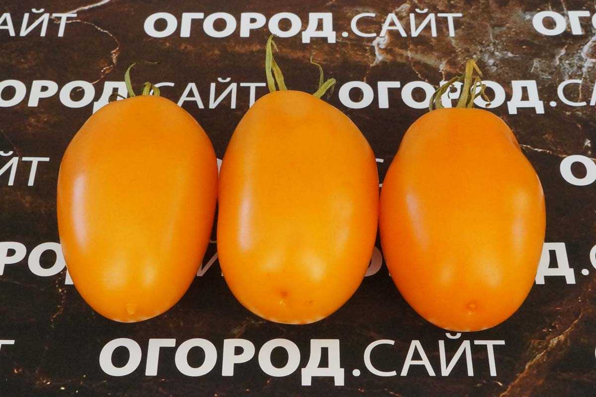 Дача и огород