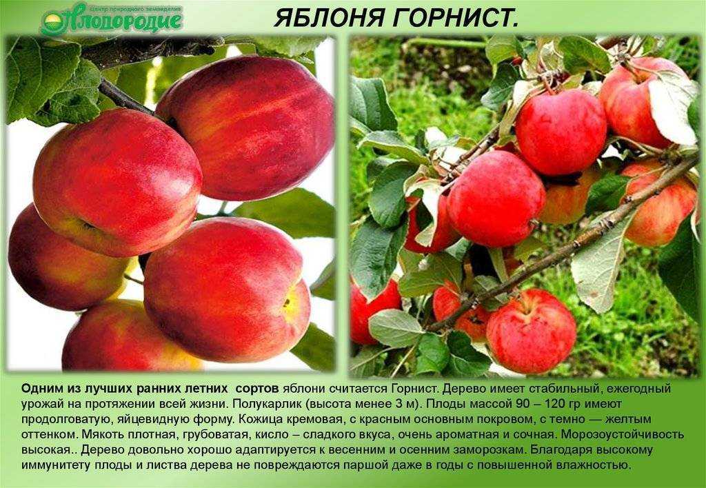 Яблоня краса свердловска: описание, фото, отзывы