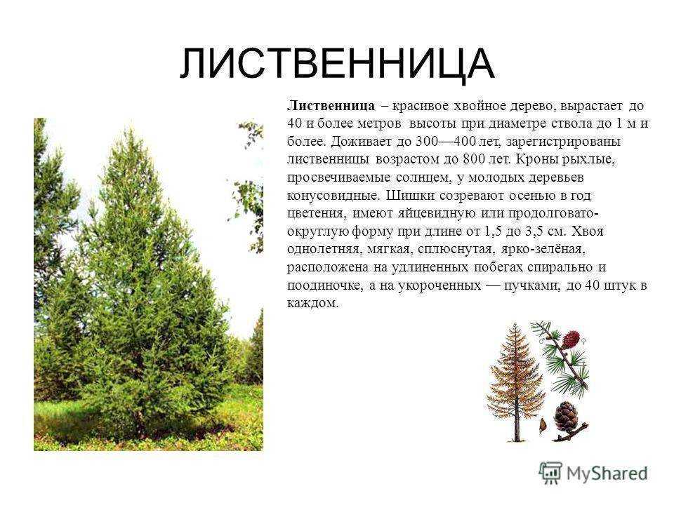 Фотокаталог пихт для шестисоточников: собственная мини-елочка для празднования нового года