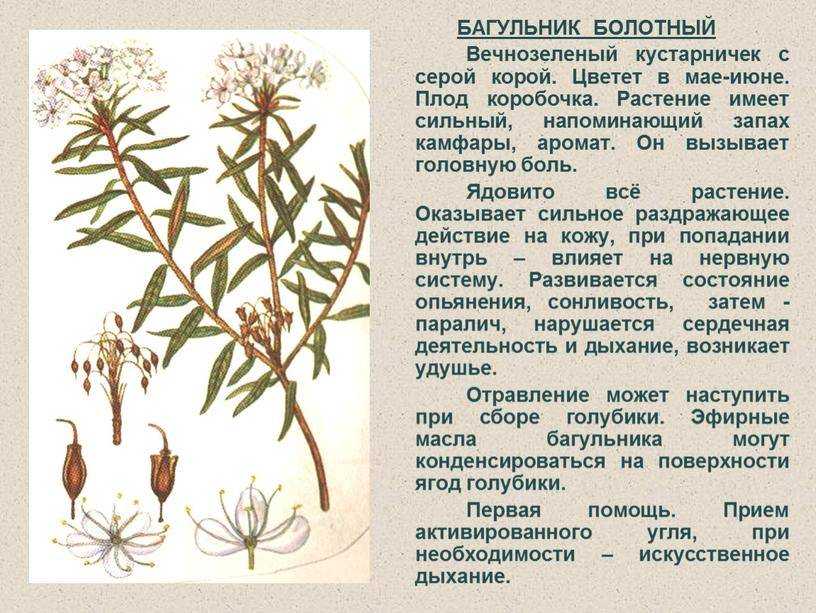 Багульник? нет! рододендрон даурский!