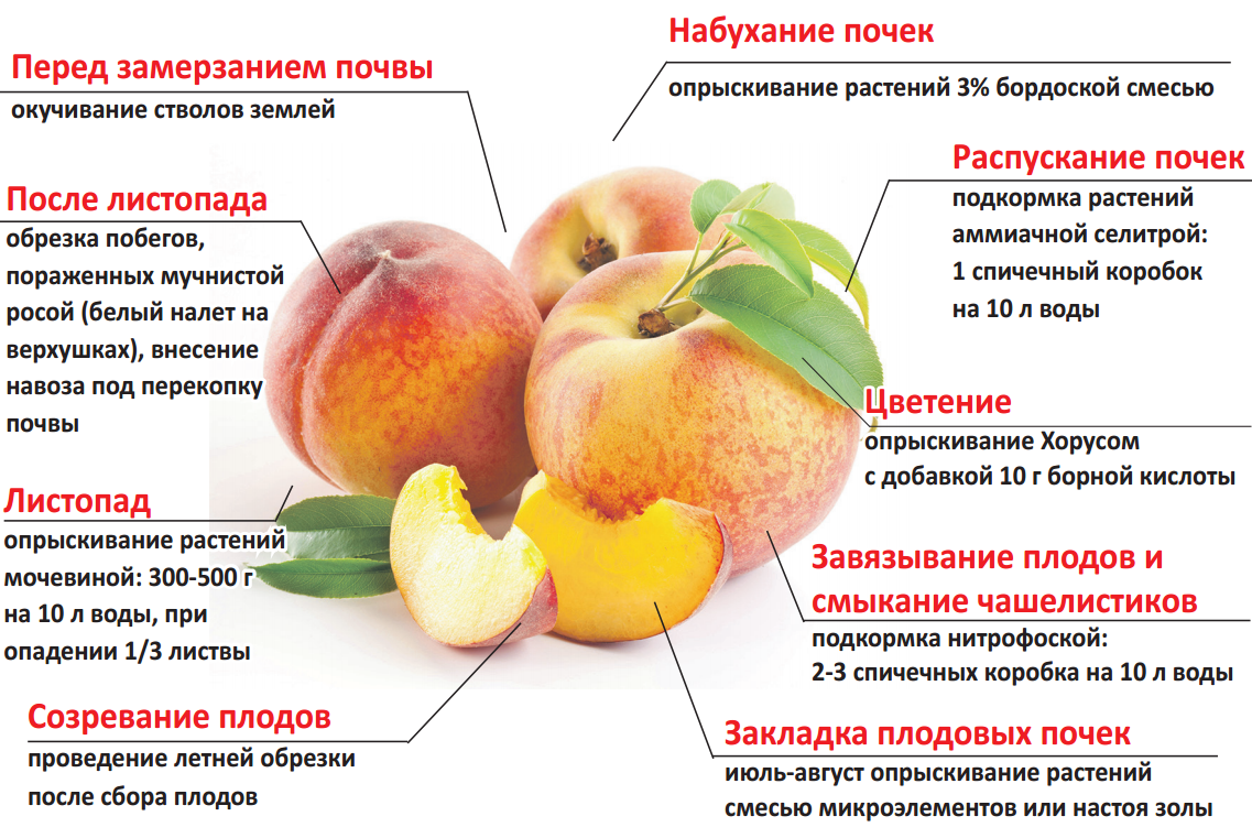 Подкормка сливы весной: чем подкормить сливу, как и когда правильнее удобрять