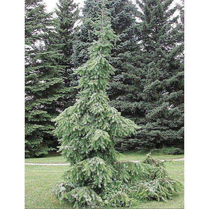 Ель сербская пендула (picea omorika pendula)