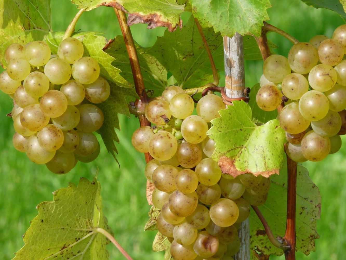 Кишмиш лучистый – описание сорта винограда, отзывы