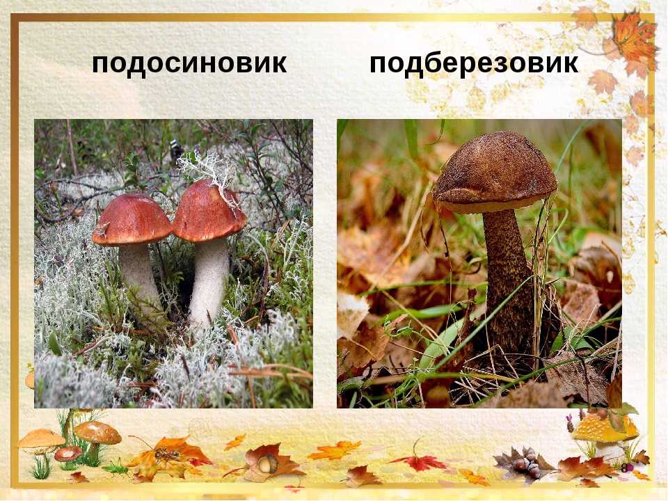 Гриб подберезовик: описание, места и сроки сбора, характеристика съедобных видов, полезные свойства, особенности пригоовления