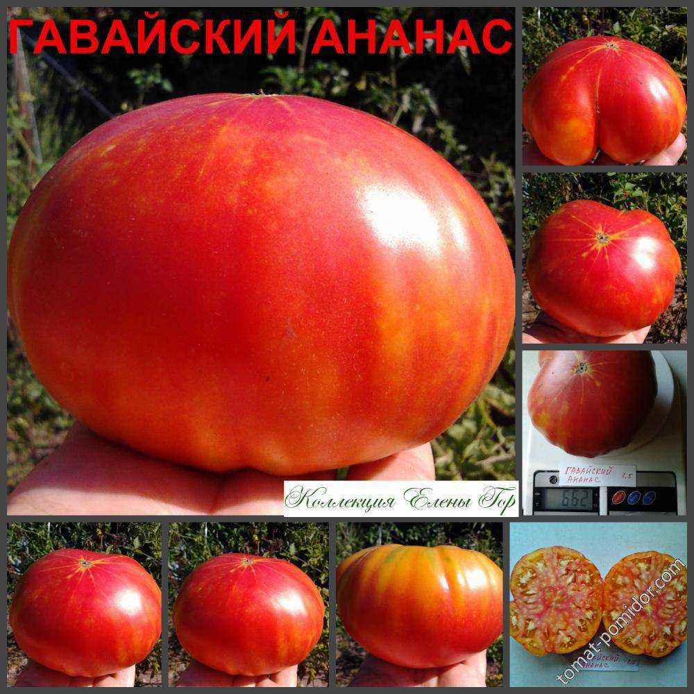Помидор черный ананас: характеристика и описание сорта, фото