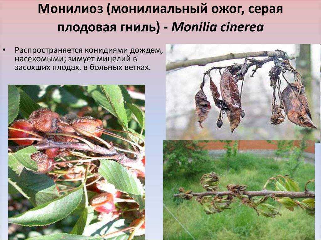 Болезни и вредители вишни: фото, описание, лечение | садоводство и огородничество