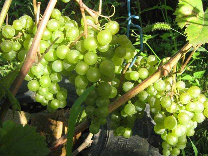 Виноград краса балок: описание сорта , фото, урожайность и отзывы