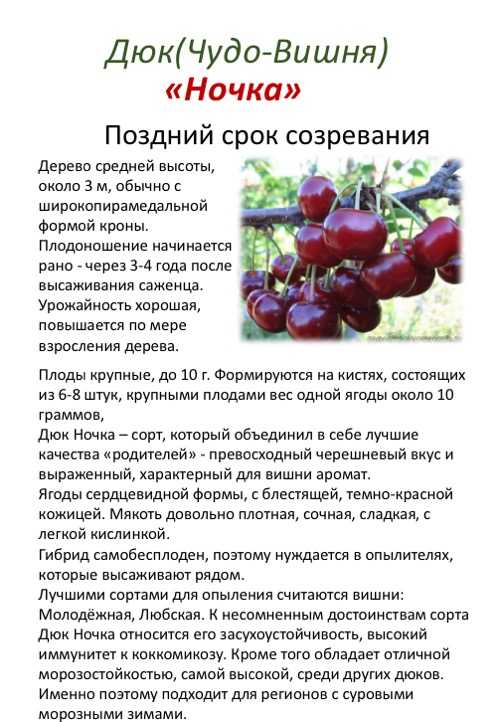 Черешня мелитопольская ранняя - описание сорта, отзывы, удобрение молодых и взрослых деревьев