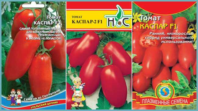 Томат каспар: характеристика и описание сорта, урожайность фото отзывы