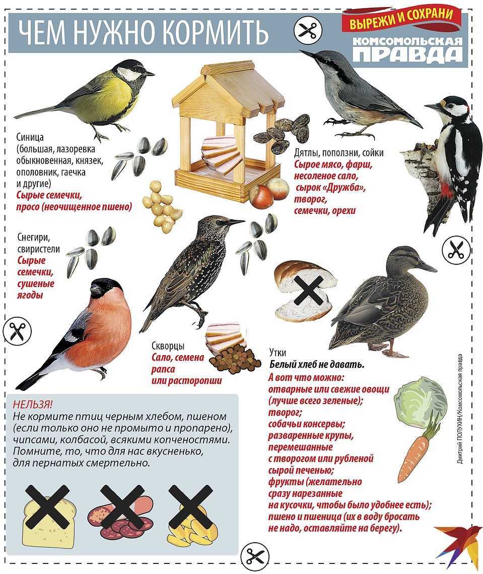 Чем можно и нельзя кормить птиц зимой?