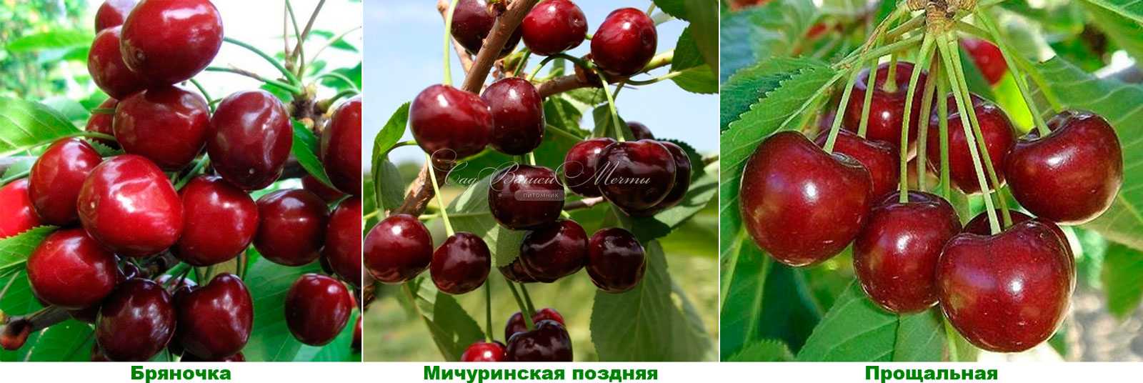 Черешня бряночка: отзывы, фото, описание и правила выращивания