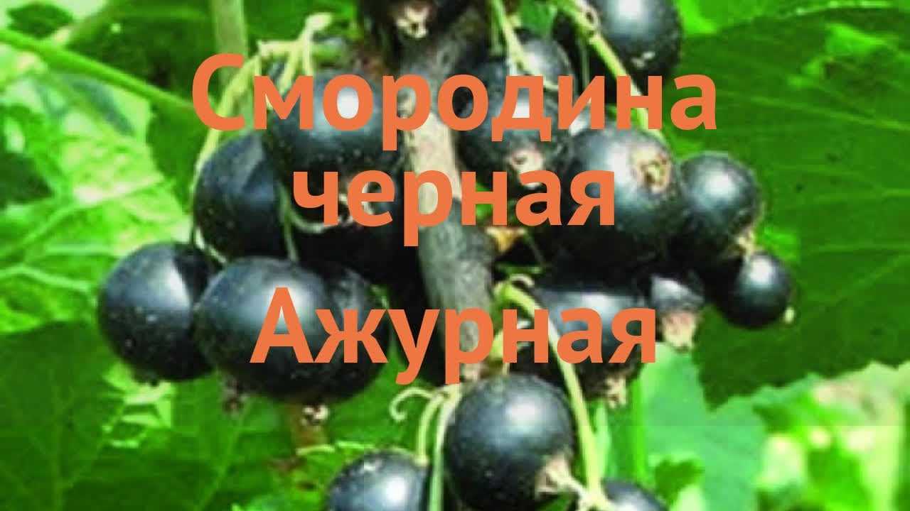 Смородина черная: выращивание, обрезка, размножение