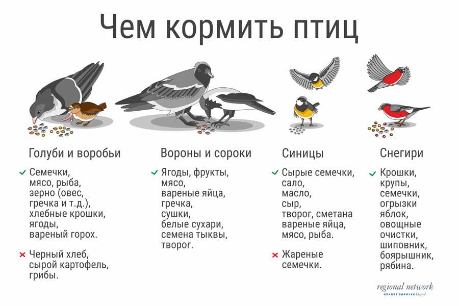 Чем кормить уличных птиц зимой знать очень важно Смотрите перечни и таблицы с пояснениями для детей и взрослых Пернатые заранее Вам благодарны за бережное отношение к ним
