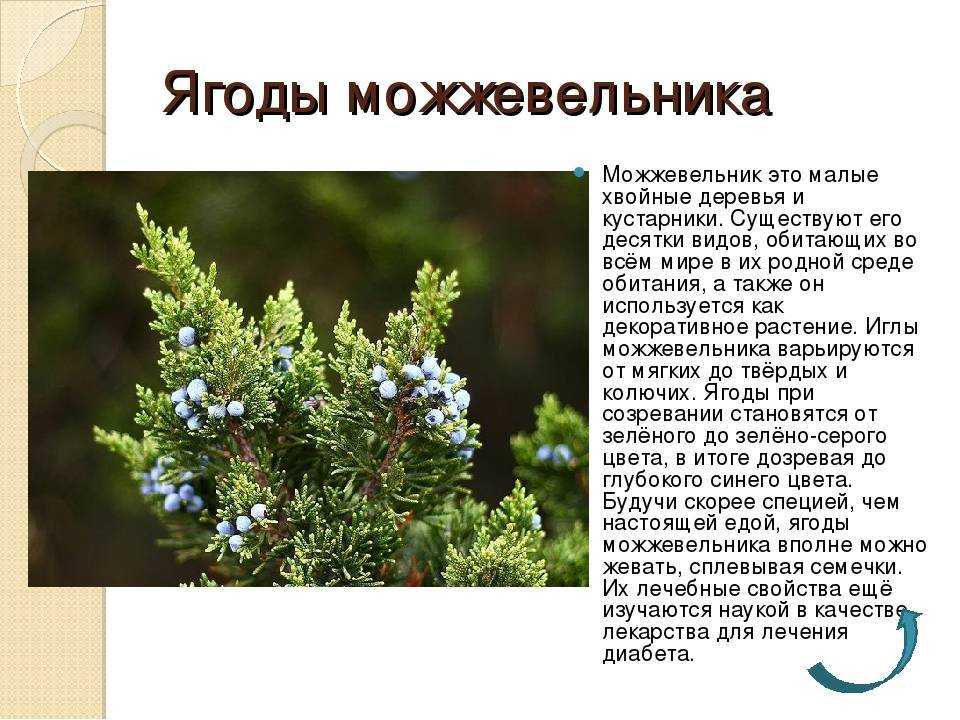 Можжевельники: лучшие сорта, фотокаталог с описанием