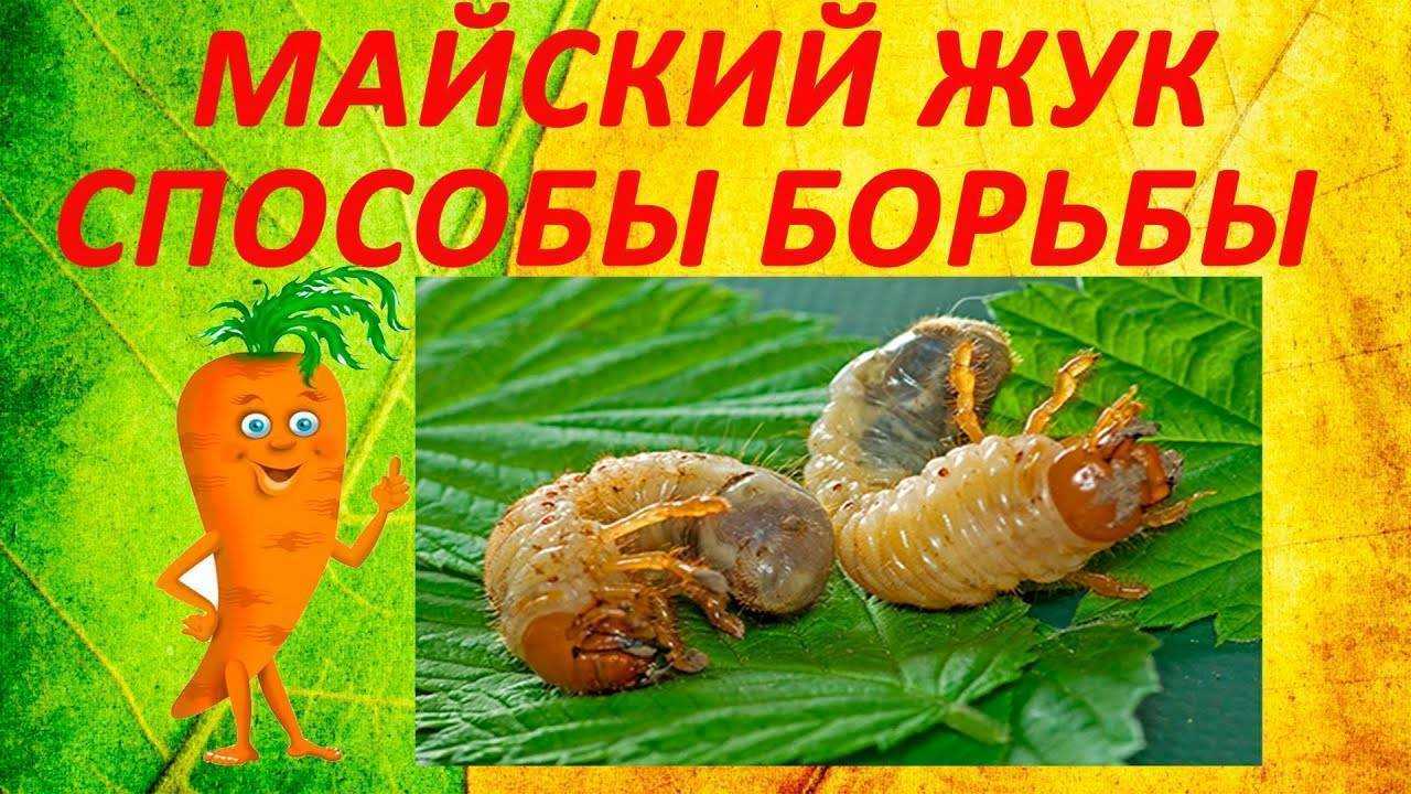 Вредители клубники и борьба с ними: фото болезней, методы лечения, чем обрабатывать для защиты