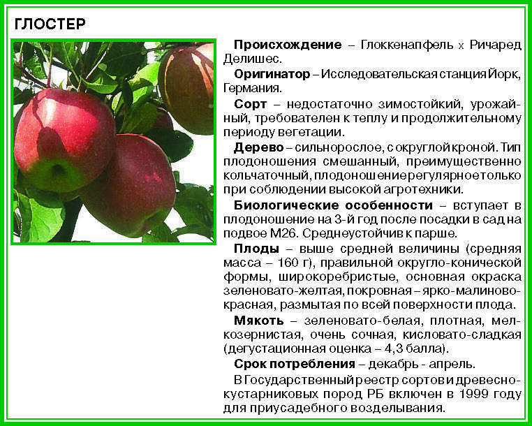 Яблоня имант: фото и описание сорта, отзывы