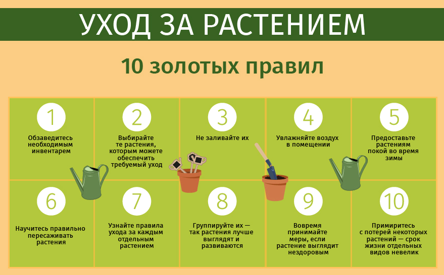 Хурма: посадка, уход, подкормка