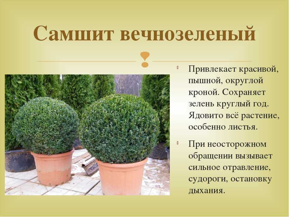 Посадка и уход за самшитом в Московской области: лучшие сорта и особенности выращивания и размножения самшита в холодном климате Подмосковья и средней полосы России Способы создания укрытий в зимний период