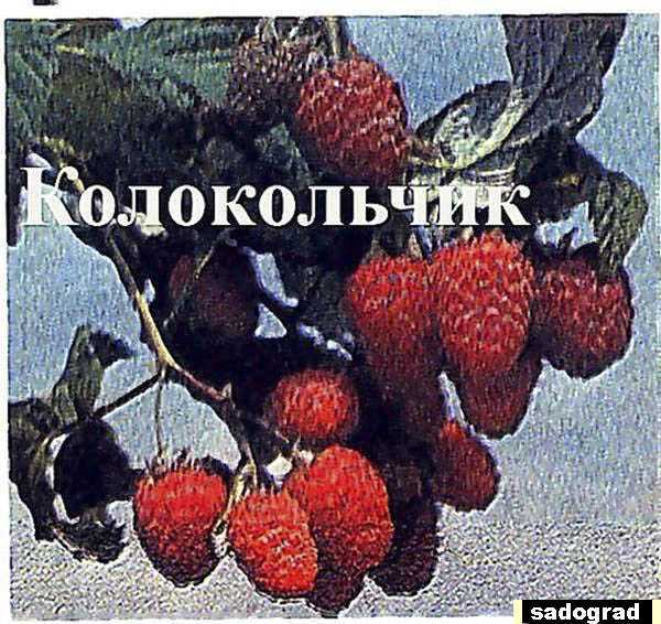 Малина сорта колокольчик: описание сорта, преимущества и недостатки, уход, урожайность, фото