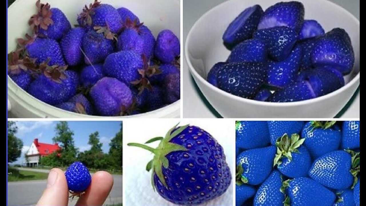 Голубая (синяя) клубника: фото, отзывы, что это, бывает ли, миф или реальность, как получить