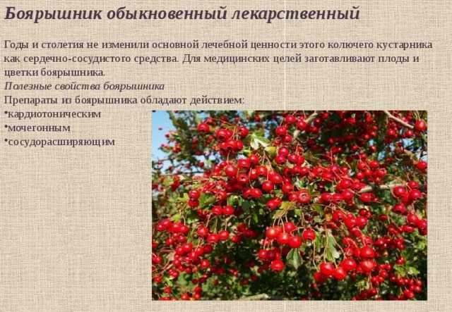 Боярышник петушья шпора - crataegus crus-galli - описание таксона - плантариум