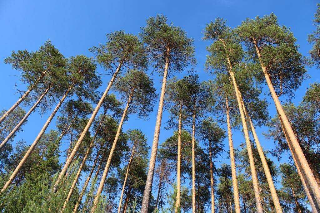 Сосна обыкновенная или лесная - pinus sylvestris l.